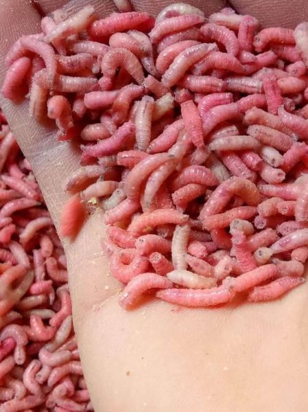 肉蛆